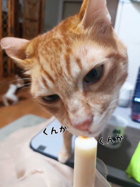 f:id:JuneNNN:20200128124105j:plain f:id:JuneNNN:20200128124105j:plain