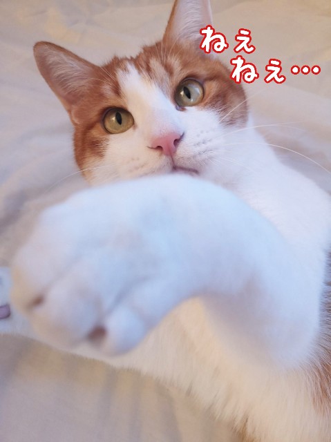 f:id:JuneNNN:20200205154900j:plain