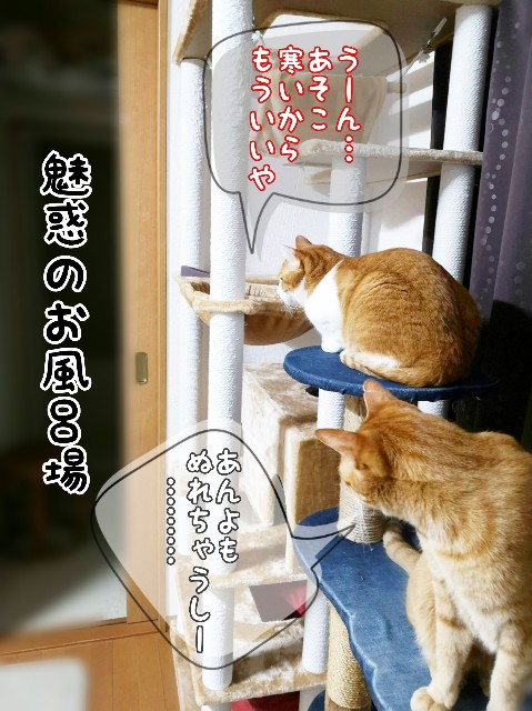 f:id:JuneNNN:20200207115223j:plain