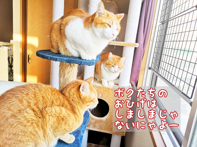 f:id:JuneNNN:20200208173643j:plain f:id:JuneNNN:20200208173643j:plain