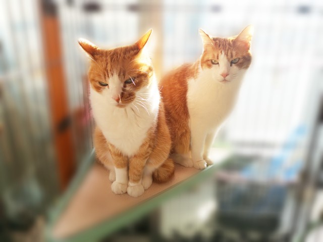 f:id:JuneNNN:20200212170513j:plain