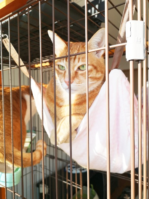 f:id:JuneNNN:20200212170530j:plain