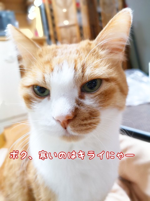 f:id:JuneNNN:20200212174107j:plain