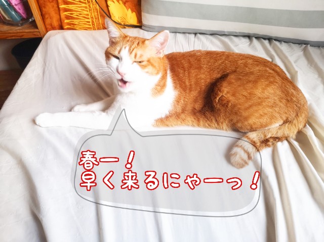 f:id:JuneNNN:20200212174120j:plain