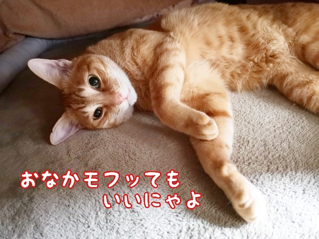 f:id:JuneNNN:20200214114644j:plain
