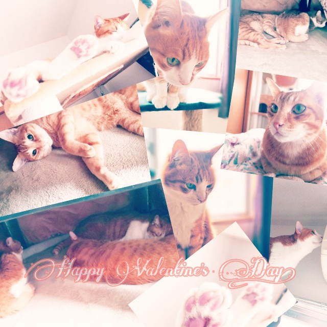 f:id:JuneNNN:20200214121139j:plain