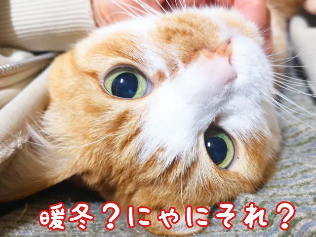 f:id:JuneNNN:20200215131356j:plain