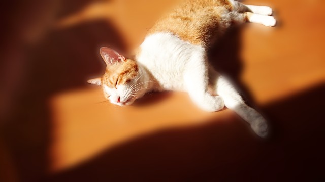 f:id:JuneNNN:20200220122518j:plain