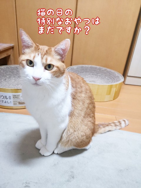 f:id:JuneNNN:20200223113201j:plain f:id:JuneNNN:20200223113201j:plain