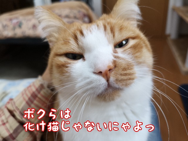 f:id:JuneNNN:20200223113649j:plain f:id:JuneNNN:20200223113649j:plain