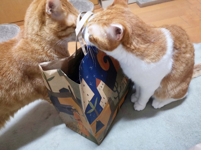 f:id:JuneNNN:20200224123939j:plain f:id:JuneNNN:20200224123939j:plain