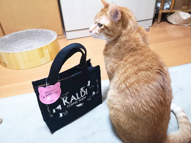 f:id:JuneNNN:20200224123950j:plain f:id:JuneNNN:20200224123950j:plain