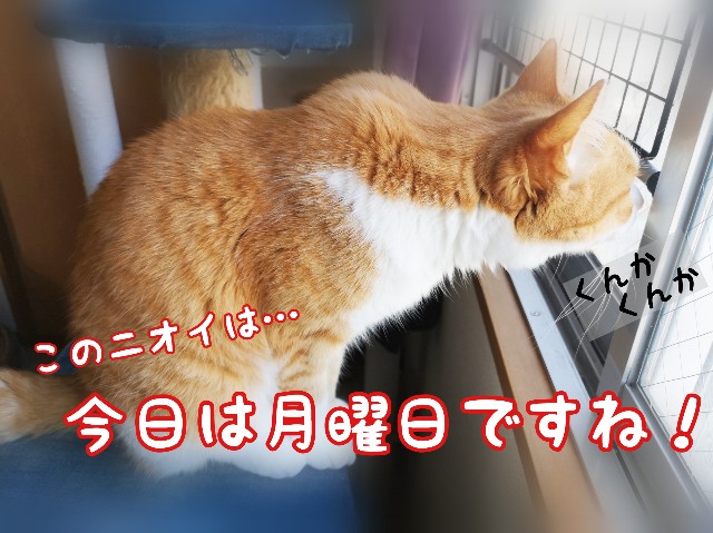 f:id:JuneNNN:20200224125553j:plain f:id:JuneNNN:20200224125553j:plain