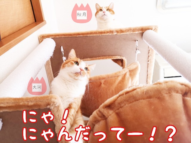 f:id:JuneNNN:20200227134816j:plain