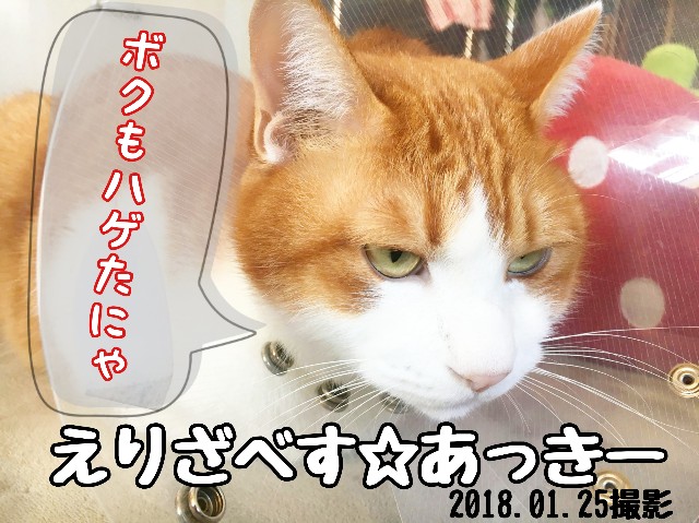 f:id:JuneNNN:20200229142632j:plain