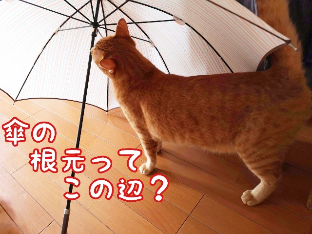 f:id:JuneNNN:20200229144830j:plain
