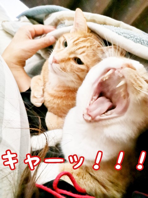f:id:JuneNNN:20200301084418j:plain