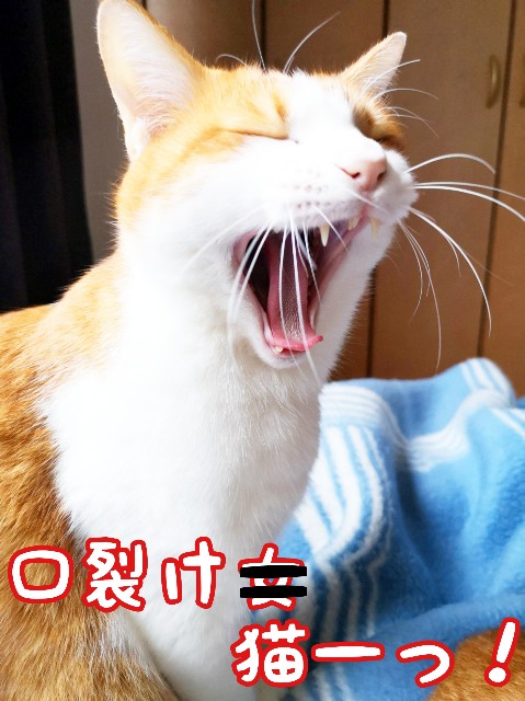 f:id:JuneNNN:20200301084430j:plain