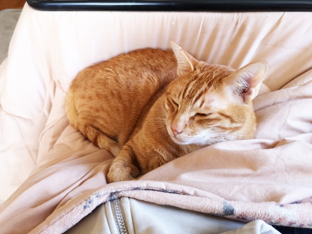 f:id:JuneNNN:20200302104039j:plain f:id:JuneNNN:20200302104039j:plain