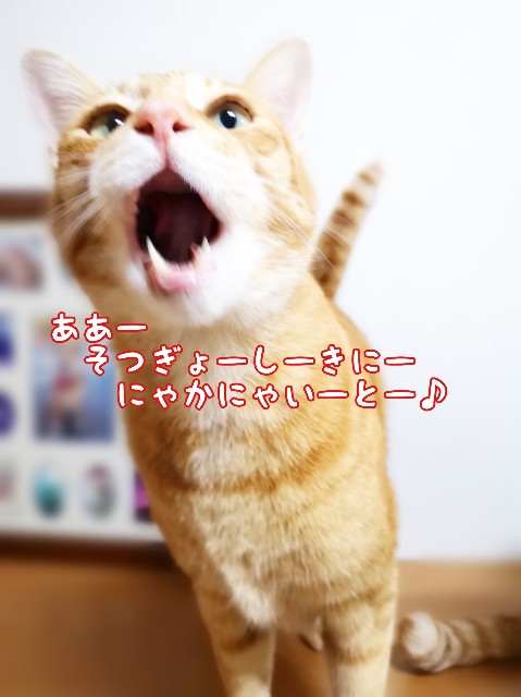 f:id:JuneNNN:20200308120947j:plain f:id:JuneNNN:20200308120947j:plain