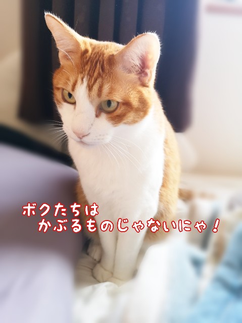 f:id:JuneNNN:20200308121022j:plain f:id:JuneNNN:20200308121022j:plain