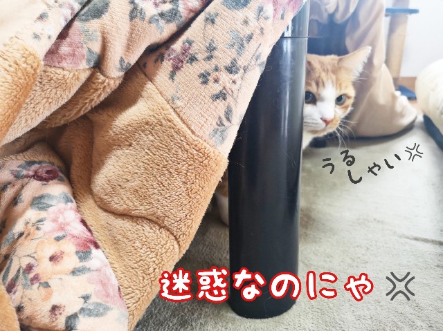 f:id:JuneNNN:20200308121031j:plain f:id:JuneNNN:20200308121031j:plain