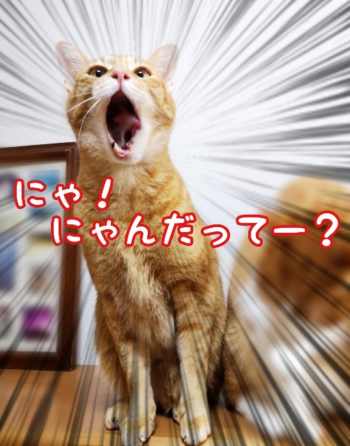 f:id:JuneNNN:20200312121822j:plain f:id:JuneNNN:20200312121822j:plain