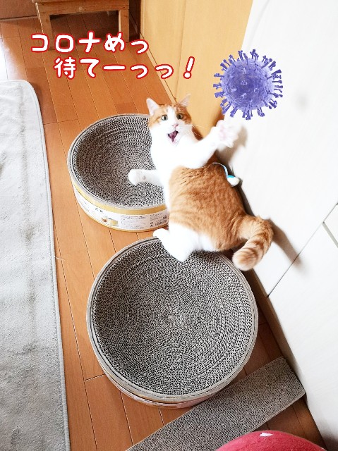 f:id:JuneNNN:20200312122200j:plain f:id:JuneNNN:20200312122200j:plain