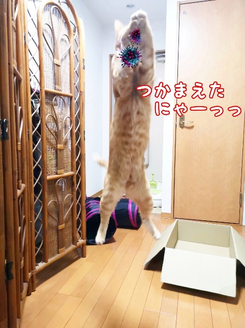 f:id:JuneNNN:20200312122213j:plain f:id:JuneNNN:20200312122213j:plain