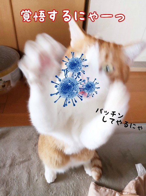 f:id:JuneNNN:20200312122228j:plain f:id:JuneNNN:20200312122228j:plain