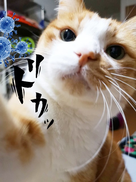 f:id:JuneNNN:20200312122252j:plain f:id:JuneNNN:20200312122252j:plain