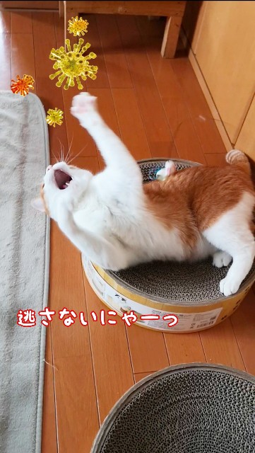f:id:JuneNNN:20200312130615j:plain f:id:JuneNNN:20200312130615j:plain