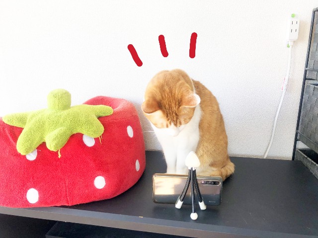 f:id:JuneNNN:20200316103944j:plain f:id:JuneNNN:20200316103944j:plain