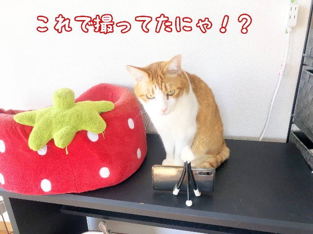 f:id:JuneNNN:20200316103949j:plain f:id:JuneNNN:20200316103949j:plain