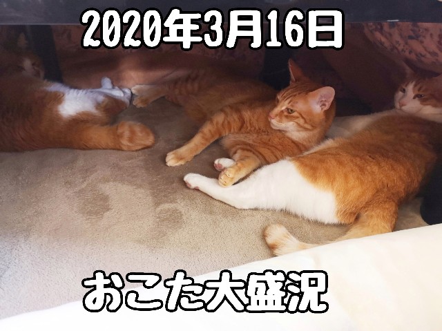 f:id:JuneNNN:20200317113651j:plain f:id:JuneNNN:20200317113651j:plain