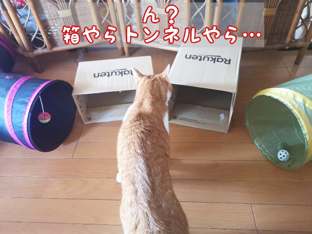 f:id:JuneNNN:20200318123941j:plain f:id:JuneNNN:20200318123941j:plain