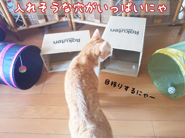 f:id:JuneNNN:20200318123946j:plain f:id:JuneNNN:20200318123946j:plain