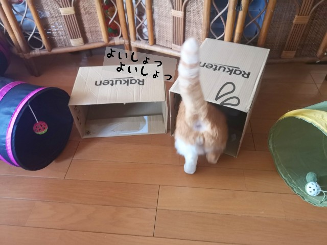 f:id:JuneNNN:20200318123956j:plain f:id:JuneNNN:20200318123956j:plain