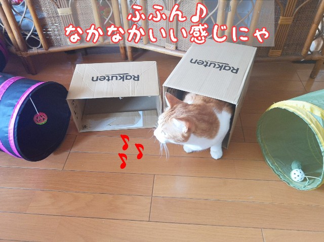 f:id:JuneNNN:20200318124237j:plain f:id:JuneNNN:20200318124237j:plain