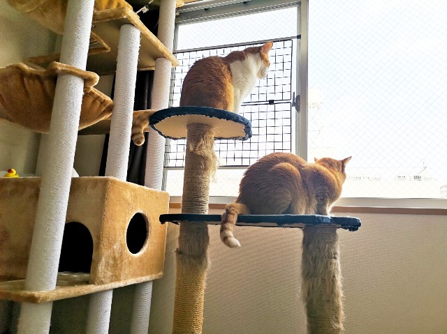 f:id:JuneNNN:20200318124242j:plain f:id:JuneNNN:20200318124242j:plain