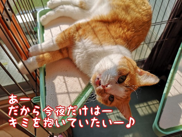 f:id:JuneNNN:20200319125406j:plain