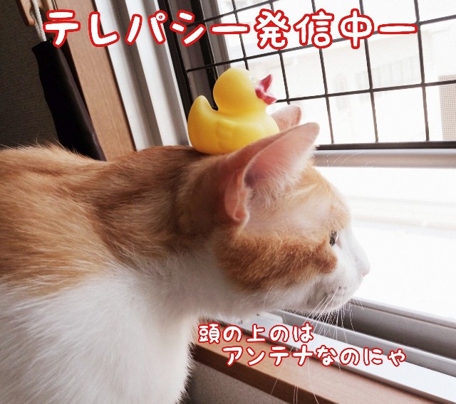 f:id:JuneNNN:20200319131749j:plain