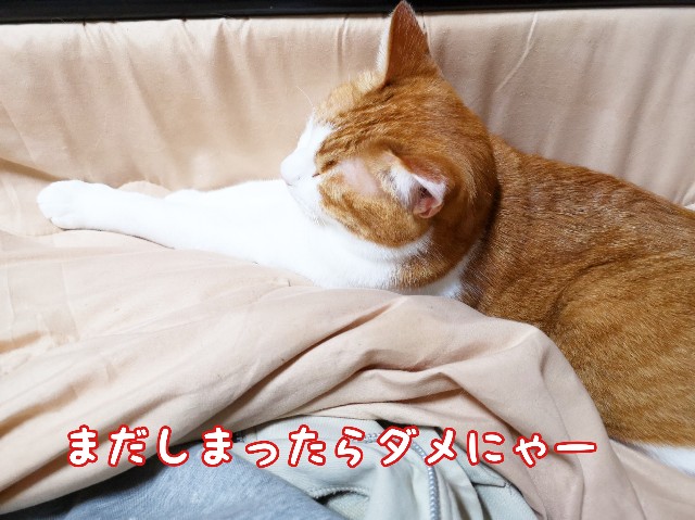 f:id:JuneNNN:20200324123024j:plain f:id:JuneNNN:20200324123024j:plain