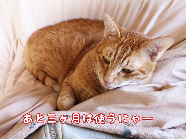 f:id:JuneNNN:20200324123029j:plain f:id:JuneNNN:20200324123029j:plain