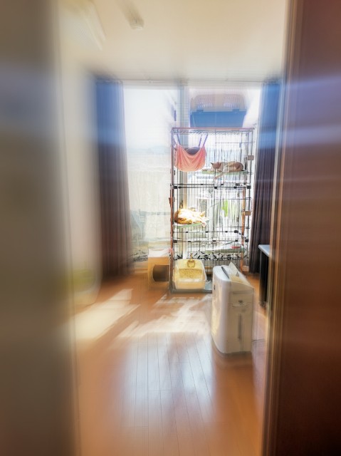 f:id:JuneNNN:20200325140829j:plain f:id:JuneNNN:20200325140829j:plain