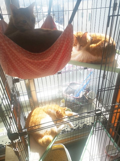 f:id:JuneNNN:20200325140903j:plain f:id:JuneNNN:20200325140903j:plain