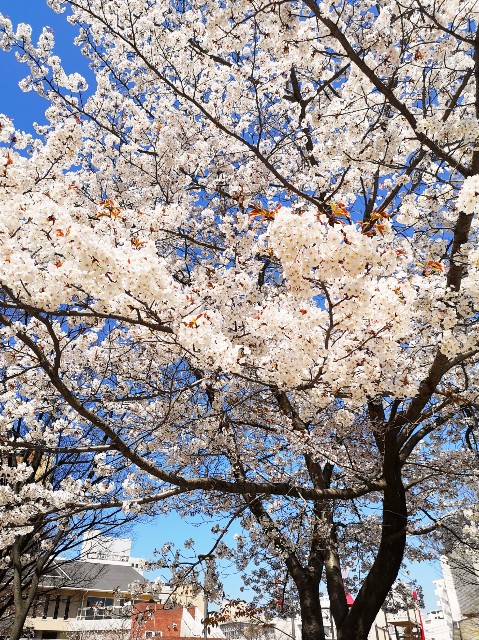 f:id:JuneNNN:20200325141253j:plain f:id:JuneNNN:20200325141253j:plain