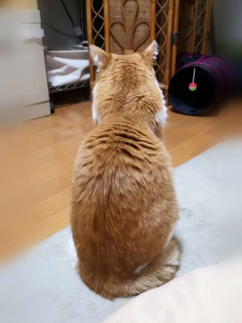 f:id:JuneNNN:20200330000357j:plain f:id:JuneNNN:20200330000357j:plain