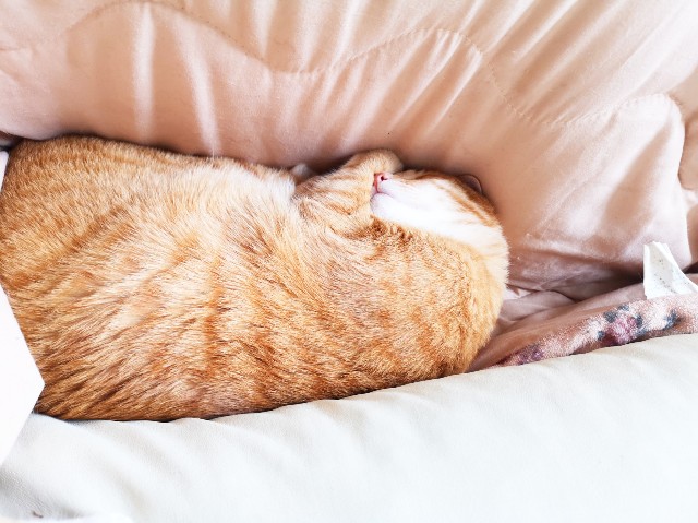 f:id:JuneNNN:20200331130546j:plain