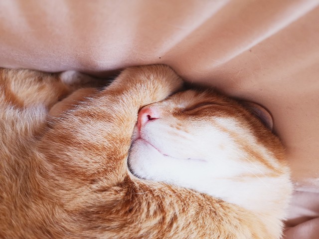 f:id:JuneNNN:20200331130553j:plain